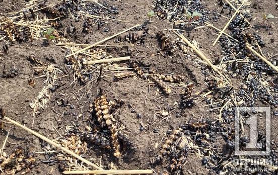 Для того, щоб люди втримали роботу та продовжували дбати про родини: мешканці п’яти громад Криворіжжя можуть подати заявки на відновлення власної справи