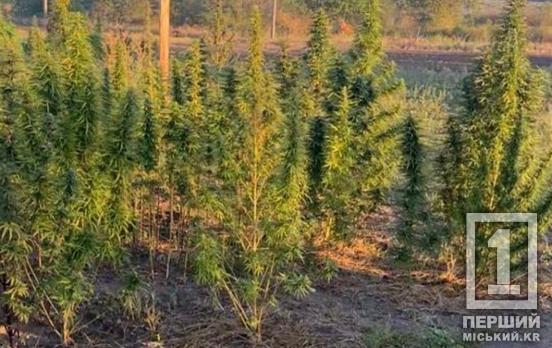 Кущі висотою з людину: у Криворізькому районі затримали «нарко-аграрія»