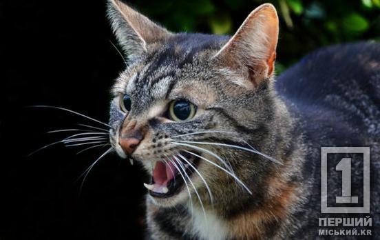 Вже п’ятеро криворіжців звернулися за допомогою: на Павла Глазового у кота-безхатченка виявили сказ