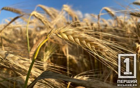 Дорожчає зерно, а разом із ним низка інших товарів: що буде з цінами на крупи, олію та хліб