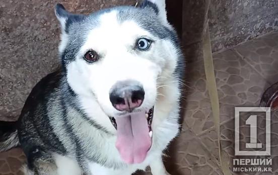 «Вона мені не потрібна, бо багато їсть»: у Кривому Розі хазяї вдруге зрадили хаскі Беллу