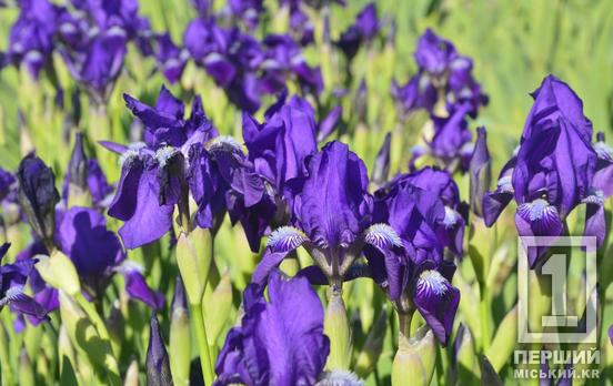 Кожного дня з'являються нові бутони: Криворізький ботанічний сад наповнила барвами ірисова веселка
