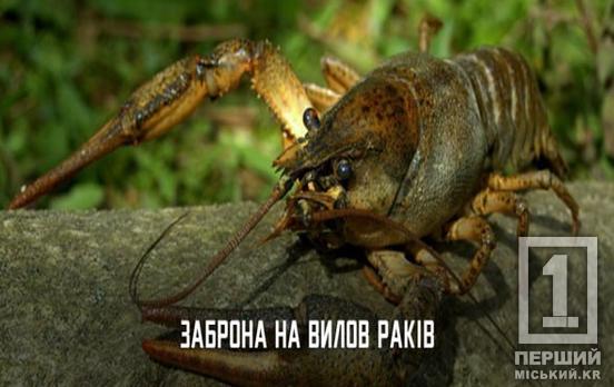 Вони зараз найбеззахисніші: з 15 серпня на Дніпропетровщині діятиме мораторій на вилов раків