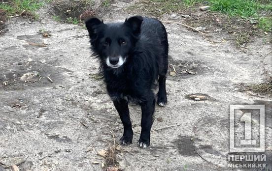 Суперечка зав’язалася через собаку: у Кривому Розі перед судом поставив чоловік-задирака