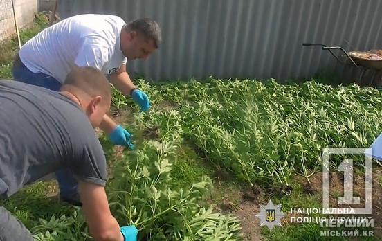 У Дніпропетровській області чоловік виростив майже 8 десятків наркотичних кущів