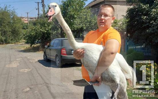 Не залишив напризволяще крилатого: у Кривому Розі врятували лебедя