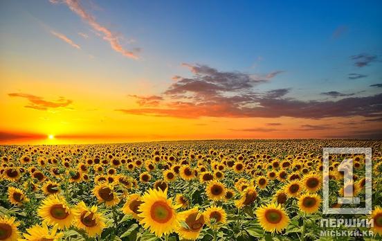 Оформлення невитребуваного паю подовжено: до коли і як це зробити