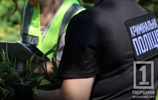 Спецоперація «Джентельмени»: поліція не дала нарковрожаю на 200 мільйонів дійти до українського «чорного» ринку