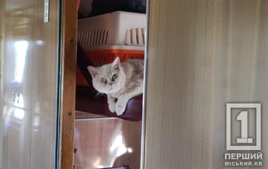 Беріть своїх хвостиків з собою: «Укрзалізниця» відкоригувала норми перевезення тварин