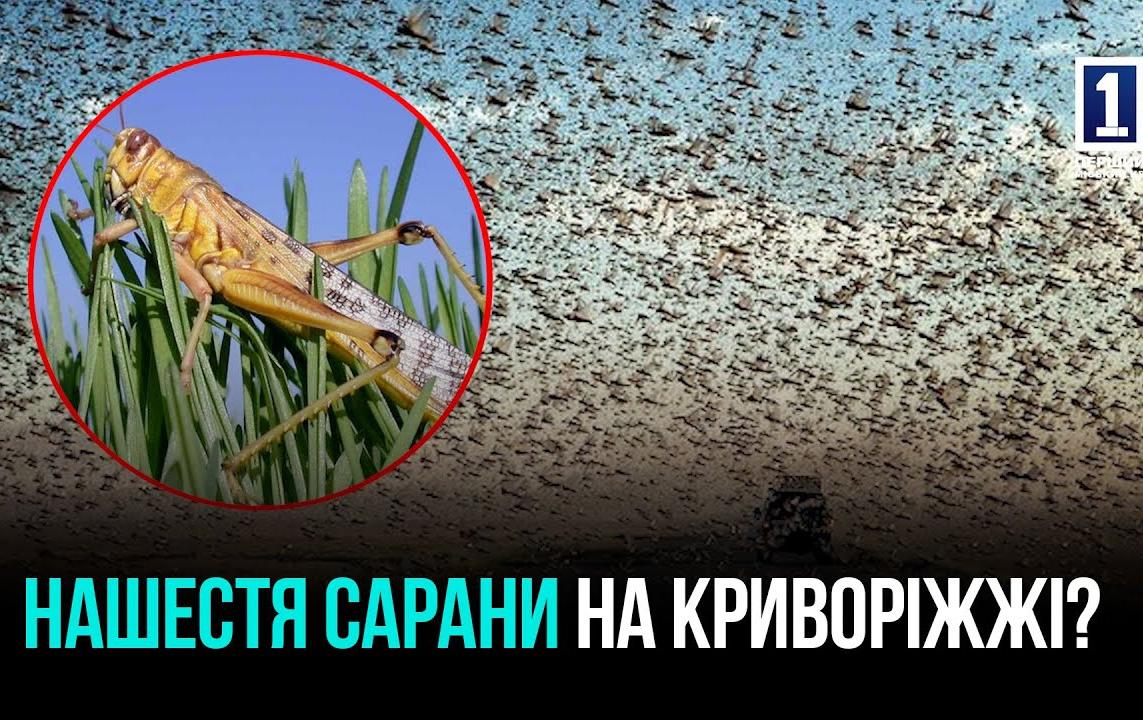 САРАНА НАКРИВАЄ УКРАЇНСЬКІ РЕГІОНИ