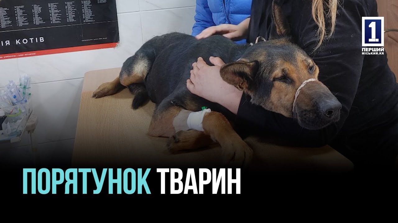 БЛАГОДІЙНИЙ КОНЦЕРТ НА ПІДТРИМКУ ЕВАКУЙОВАНИХ ТВАРИН