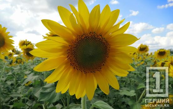 Посівна 2025: Дніпропетровщина стала лідером за об’ємом олійної культури