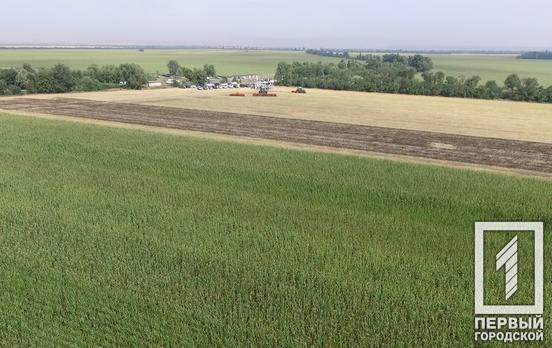 Почти 80% яровых зерновых и зернобобовых культур засеяно на территории Украины по сравнению с прошлым годом