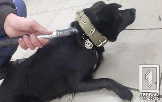 В Кривом Роге на улице нашли собаку с вывернутыми наружу кишками, – соцсети