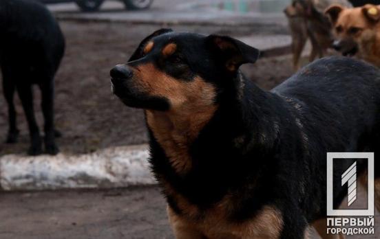 Застряла между гаражами: в Кривом Роге спасатели помогли собаке