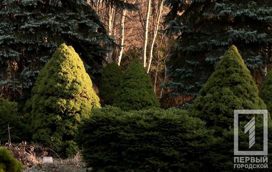 В Кривом Роге временно закрыли ботанический сад ради охраны хвойных растений