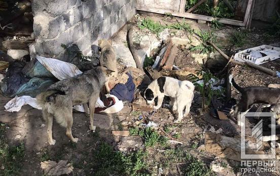 Спасатели Кривого Рога помогли выбраться щенку из ямы