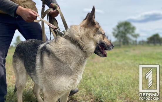 Жительница Кривого Рога предлагает установить площадку для дрессировки собак в районе «Юности», – петиция