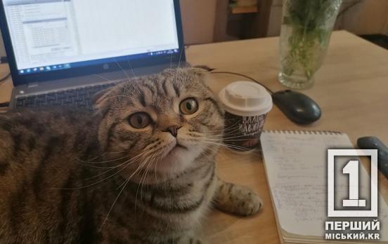 Покажіть об’єктивну картинку: підприємці області можуть вплинути на якість держсервісів на платформі «Пульс»