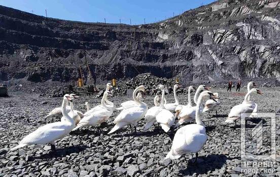 Спасательная операция: в Кривом Роге со дна карьера подняли 22 лебедя
