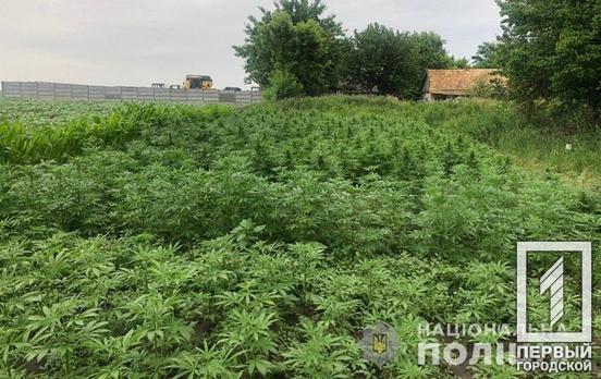 605 кустов: полицейские Кривого Рога изъяли наркотические растения