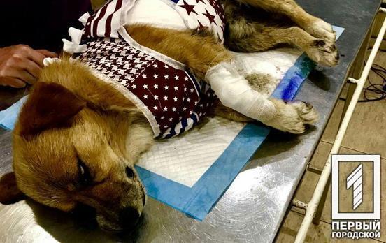 Волонтёры Кривого Рога спасают собаку, с которой сняли кожу (Фото 18+)