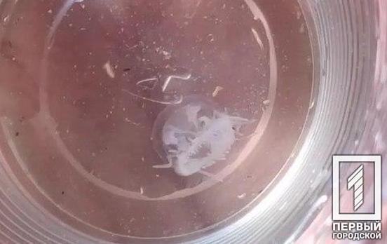В Карачуновском водохранилище под Кривым Рогом отдыхающие обнаружили медуз, - соцсети