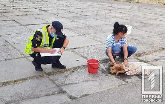 Сердобольные жители Кривого Рога спасают щенка, которого переехала маршрутка, - соцсети