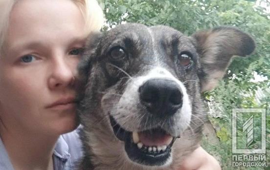«Украинского Хатико» с кладбища забрали в Кривой Рог, псу ищут нового хозяина