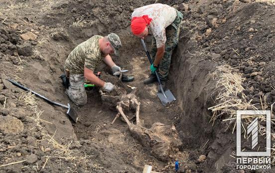 Под Кривым Рогом поисковая бригада обнаружила останки бойцов, погибших во времена Второй мировой войны