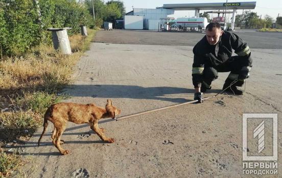 В Кривом Роге спасатели достали собаку из глубокой ямы