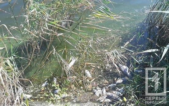 Массово гибнет рыба: из пруда в Кривом Роге отобрали пробы воды