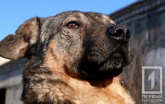 Все собаки делают это: в Украине хотят штрафовать владельцев животных, которые не убирают за своими питомцами