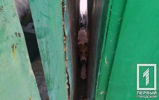 В Кривом Роге спасатели освободили собаку, которая застряла между гаражами