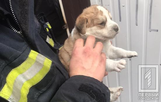 В Кривом Роге спасатели помогли собаке, которая застряла под киоском