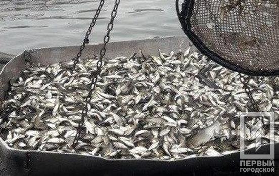 В Карачуновское водохранилище под Кривым Рогом запустили почти две тонны мальков рыб