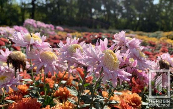 «Бал хризантем»: в ботсаду Кривого Рога распустились осенние цветы