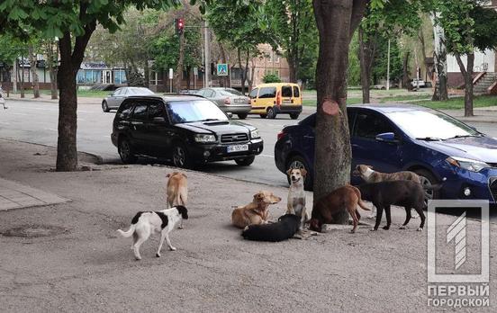 Жители Кривого Рога просят построить в городе приют для бездомных животных, - петиция