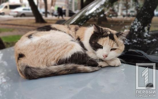 Жительница Кривого Рога просит признать котов частью экосистемы города, – петиция