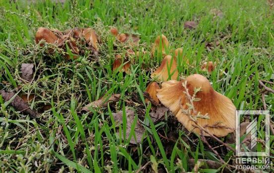 Семья из Кривого Рога отравилась грибами: мать и дочь умерли