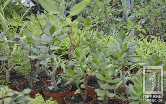 Более тридцати разновидностей: ботанический сад Кривого Рога предлагает приобрести комнатные растения