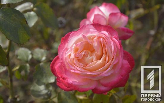 В ботсаду Кривого Рога цветущие розы продолжают радовать посетителей
