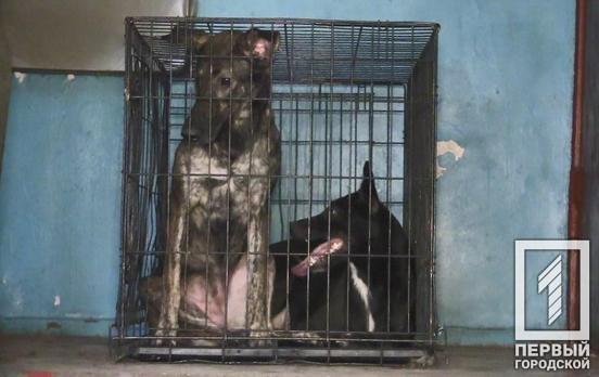 Представители Центра обращения с животными в Кривом Роге изъяли у пенсионерки восемь собак, которые жили взаперти в квартире