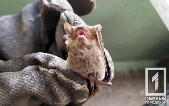 В Центрально-Городском районе Кривого Рога летучая мышь залетела в одну из квартир
