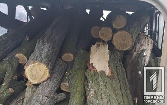 Полицейские Кривого Рога выявили браконьеров, незаконно рубивших деревья