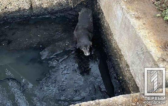Провалилась в колодец: спасатели Кривого Рога помогли собаке выбраться на поверхность