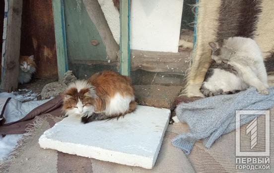Погибли девять котов: сгоревшие в Кривом Роге хозпостройки оказались домиками для животных