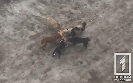 Житель Кривого Рога заснял нападение уличных собак на кота, стаю удалось отогнать, – соцсети (18+)