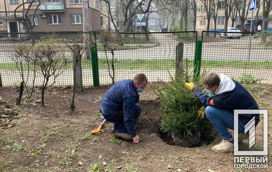 На территориях детских садов и школ Кривого Рога высадили деревья в рамках городской экологической программы