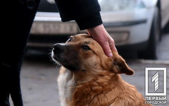 Обязательная регистрация и страхование: в Украине предлагают усилить ответственность для владельцев домашних животных, – петиция